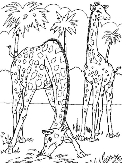 Coloriage Girafe 23 Coloriage En Ligne Gratuit Pour Enfant