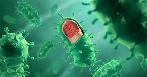 Virus Bacteriófagos Más Grandes De Lo Normal Replantean La Definición