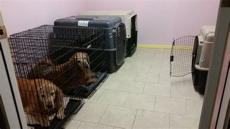 Our Facilities Golden Angels Kennels