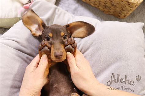 Westchester county, scarsdale, ny id: Dachshund Puppies For Sale | New York, NY #290861