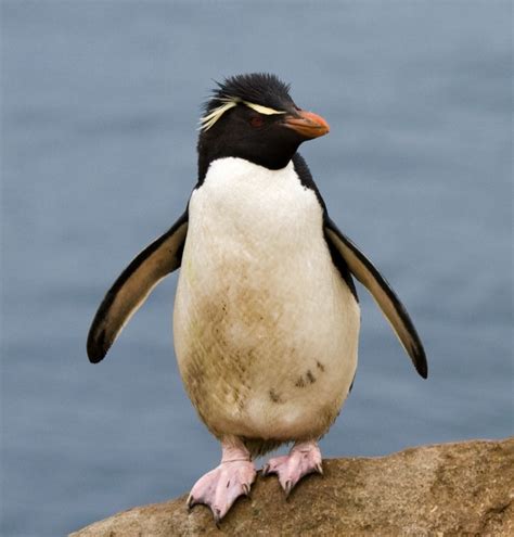 Filegorfou Sauteur Rockhopper Penguin Wikimedia Commons