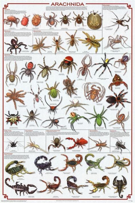 Laminated Arachnida Spiders Educational Science Chart