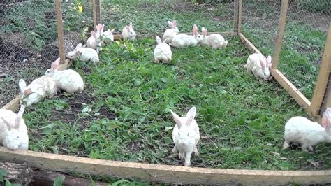 meat rabbits solid ground plus chores and cleaning the barn happy bun with images meat