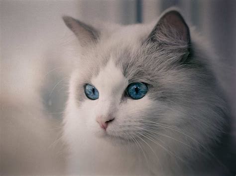 8 Cat Breeds With Blue Eyes Cat World