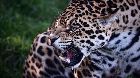 Wallpaper Jaguar Predator Teeth Animal Wild Cat Hd Picture Image