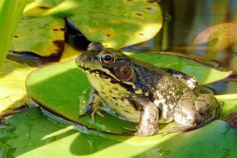 Free Stock Photo Of Green Frog On Pond Lily Pad Leaf Download Free