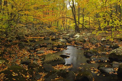 Forest Stream In Autumn Photograph By Stephen Vecchiotti