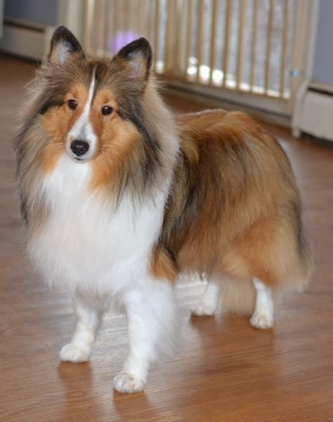 Sable Sheltie Color Is One We All Know And Love