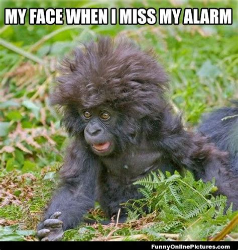 35 Most Funny Monkey Meme Pictures And Images