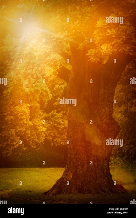 Old Oak Tree Stock Photo Alamy