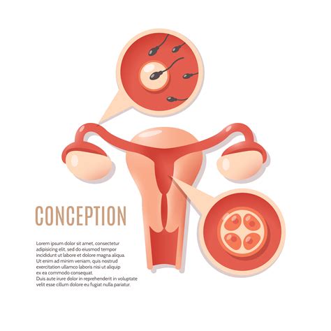 Pregnancy Conception Icon 428169 Vector Art At Vecteezy