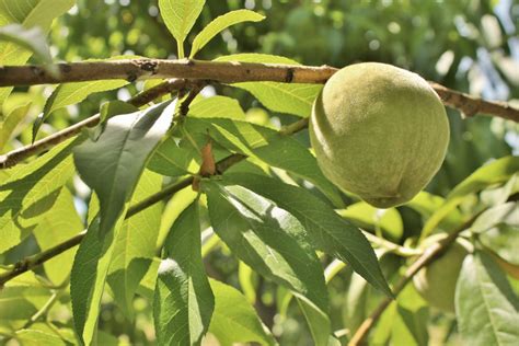 fruit trees that grow well in virginia