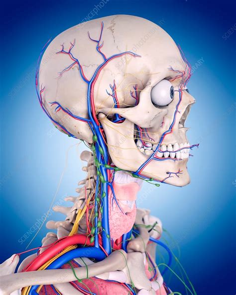 Human Head And Neck Anatomy Stock Image F0155985 Science Photo