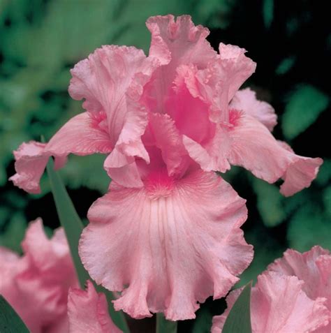 Pin By Cheryl Gilman On Pretty In Pink Iris Flowers Flower Seeds