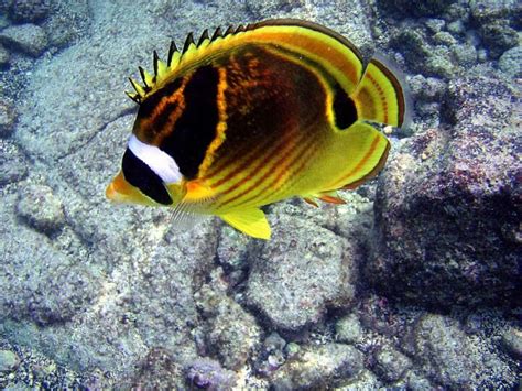 Butterflyfish Fish Breed Information And Pictures Petguide Petguide