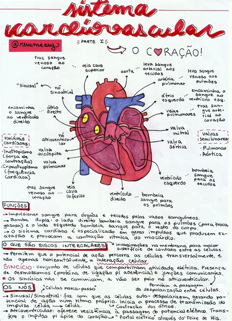 Mapa Do Sistema Cardiovascular