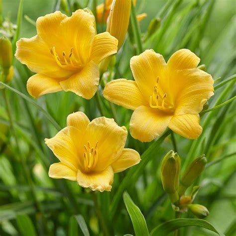 Early To Bloom And Easy To Care For Stella Doro Reblooming Daylily