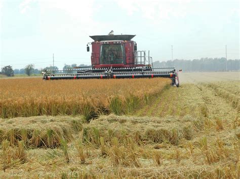 Fewer Acres Planted State S Rice Crop Posts Strong Yields Mississippi State University
