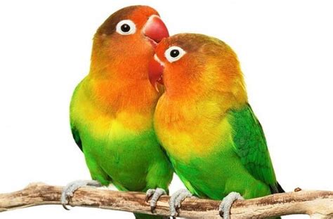 Download mp3 & video for: Cara Membedakan Burung Lovebird Jantan Dan Betina