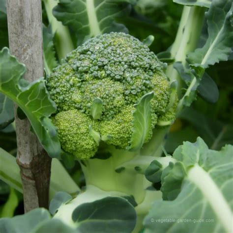 How To Grow Broccoli Picture Gallery Photos Showing How Broccoli Is Grown