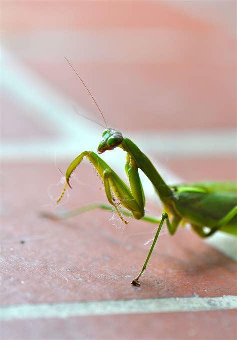 Praying Mantis~not Big On Bugs But I Like These Praying