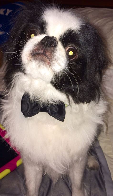 My Dog Is Cuter Than Yours Cute Animals Japanese Chin