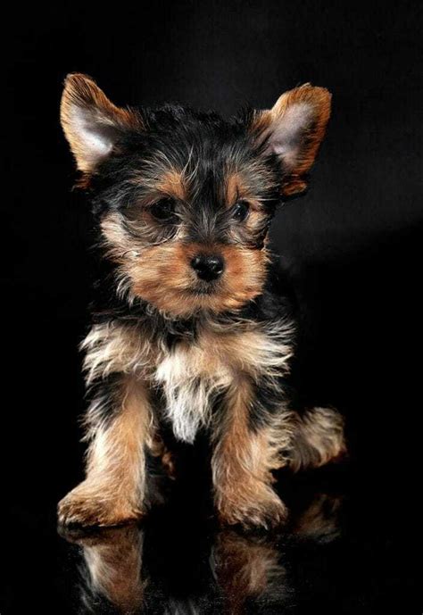 Teacup Yorkie Puppies For Adoption Tiny Teacup Yorkies For Sale