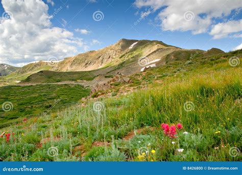 Colorado Alpine Meadow Stock Photo Image Of Horizon Season 8426800