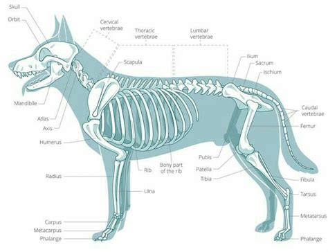 Pin By Кира On Туториалы про животных Dog Anatomy Dog Skeleton Dog Leg