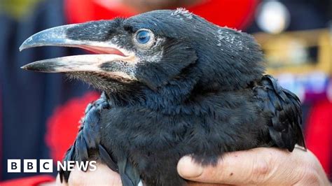 Tower Of London Welcomes First Raven Chicks In 30 Years Bbc News
