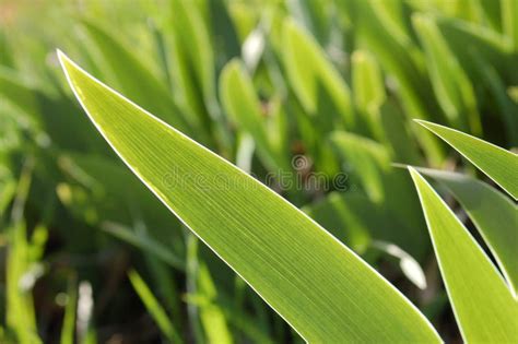 Tulip Leaves Stock Image Image Of Greens Backlit Leaf 679623