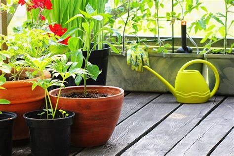 The 10 Easiest Vegetables To Grow In Pots Clean Green Simple