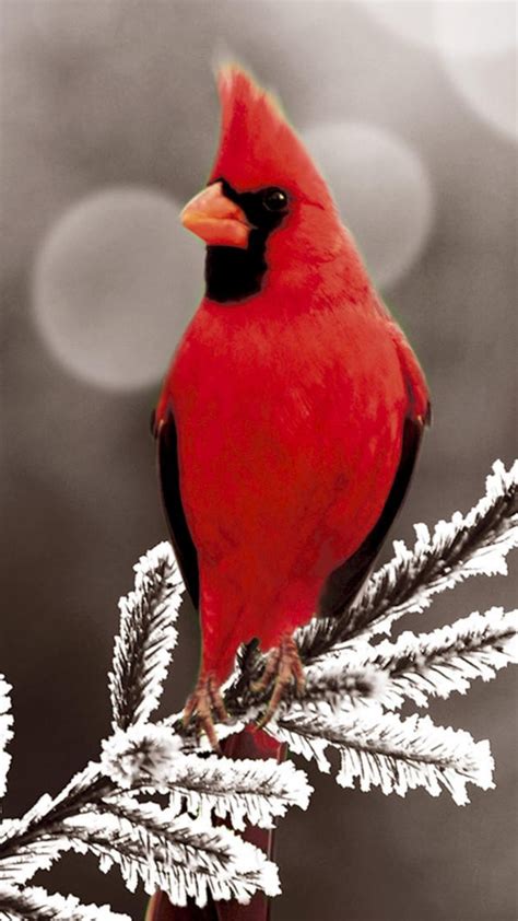Stl Cardinals Wallpaper