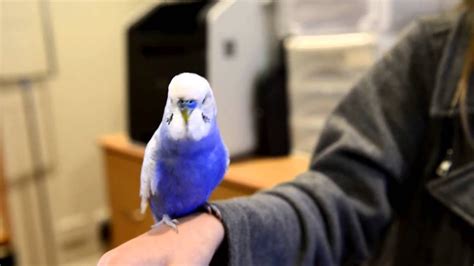 R2d2 Budgie Bird Sounds Exactly Like R2d2 Youtube