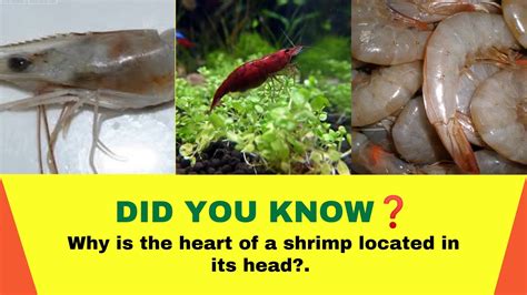 Why Is The Heart Of A Shrimp Located In Its Head Shrimps Facts