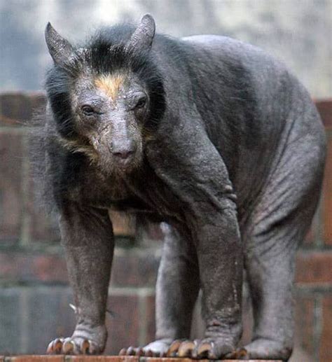 Here Are 16 Hairless Animals In Case You Were Curious Hairless