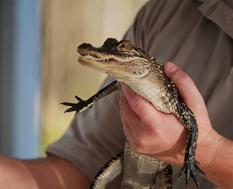 Baby Alligator Electric City Aquarium And Reptile Den