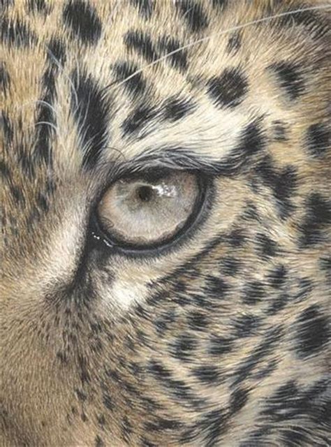 One issue i noticed was that none of the animals i drew looked like gravity was effecting them. Animal Eyes Drawing at GetDrawings | Free download