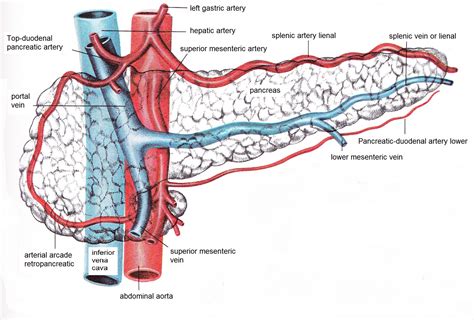 Pancreatic Veins Arteries And Head To The Portal Vein And