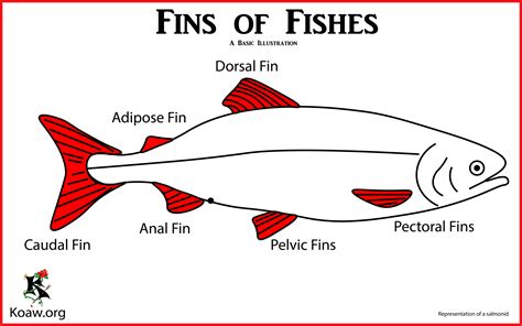 Printable Fish Fins