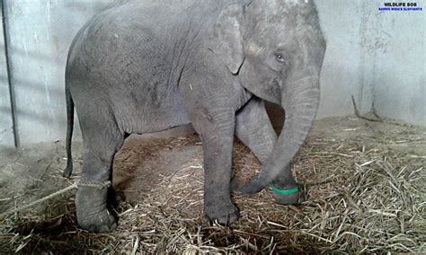 Elefante Bebé Destinado Para El Circo No Deja De Llorar Por Su Madre