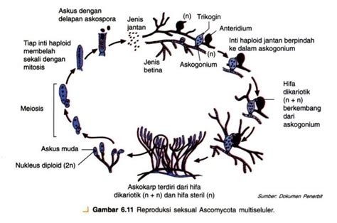 Ciri Ciri Ascomycota Struktur Habitat Reproduksi Contoh Dan Peran My