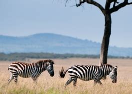 Plains zebra, equus quagga, in the grassy nature habitat, evening light, okavango delta, botswana in afr zebra family mating. Zebra | African Wildlife Foundation