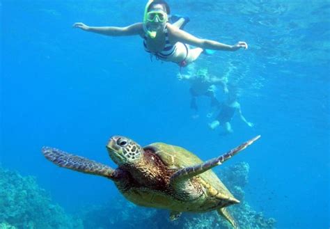 Makena Turtle Town Maui Hawaii