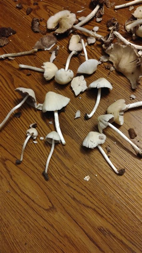 North Carolina Mushroom Identification All Mushroom Info