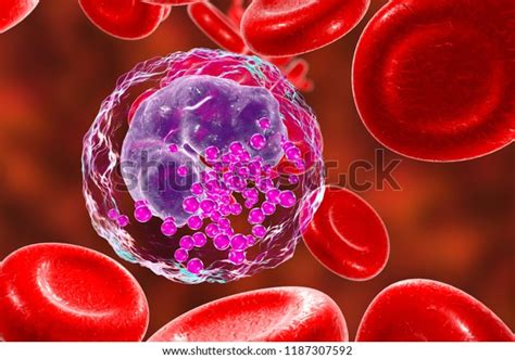 Basophil White Blood Cell 3d Illustration Stock Illustration 1187307592