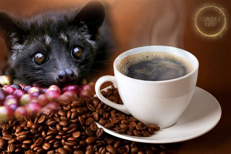 # kaya dengan bahan mineral & elemen surih seperti magnesium besi , kalsium & kalium. Kopi Luwak - kosztowny rarytas | Celebruj Życie