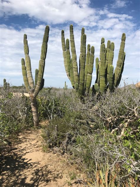 In Search Of The Worlds Largest Cactus In Cabo Good News Tree