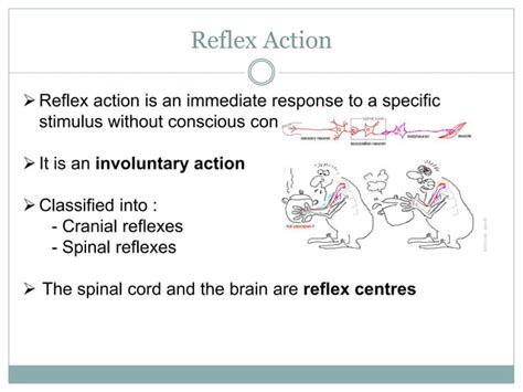 Igcse Biology Chapter 13 The Nervous System