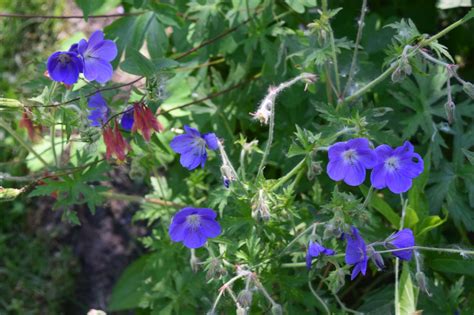 Blue Flowers For June Gardeninacity